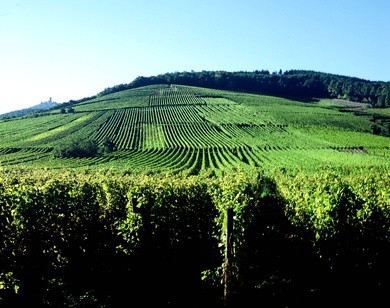 vignobles-caves-alsace